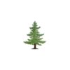 Fir