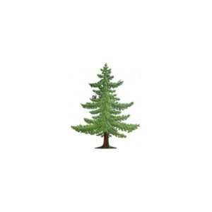 Fir